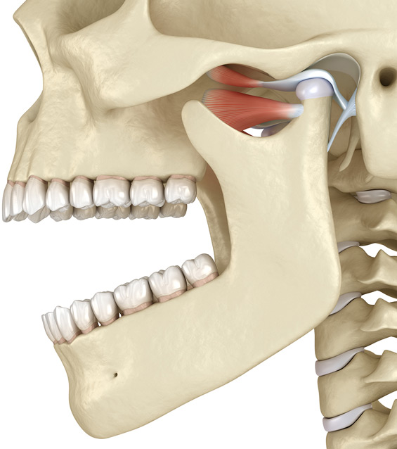 Diagram of the side of face and jaw